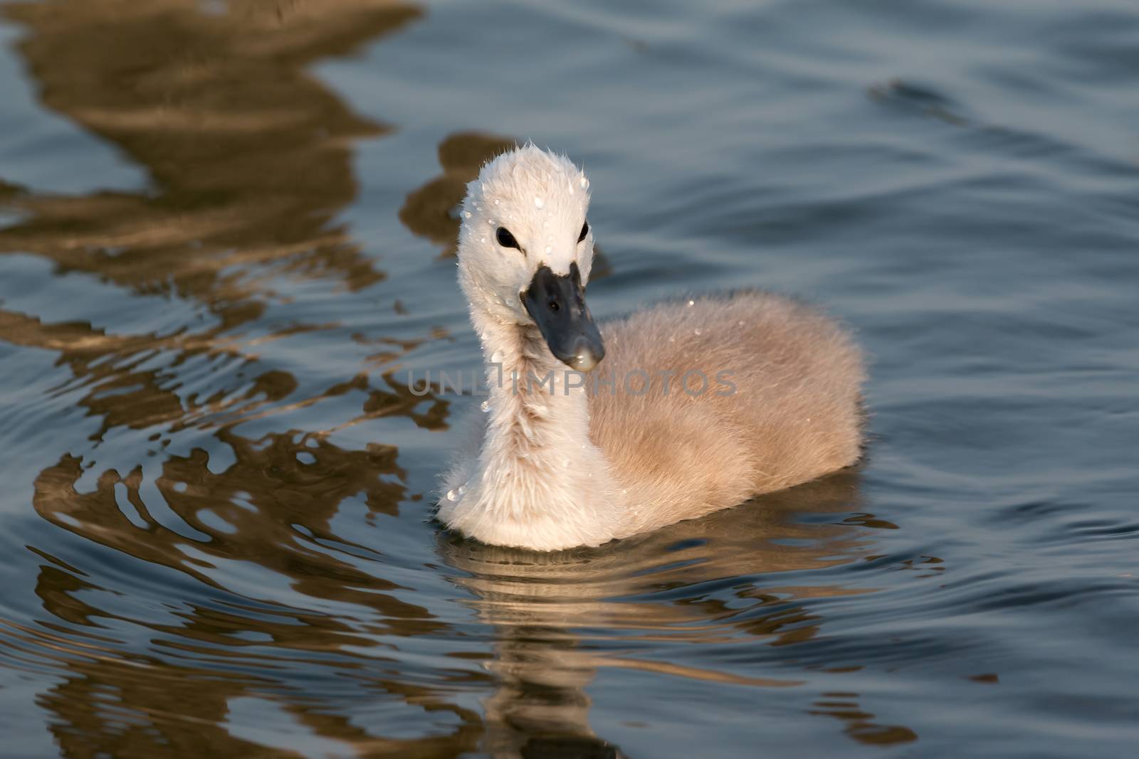 Young swan by Digoarpi