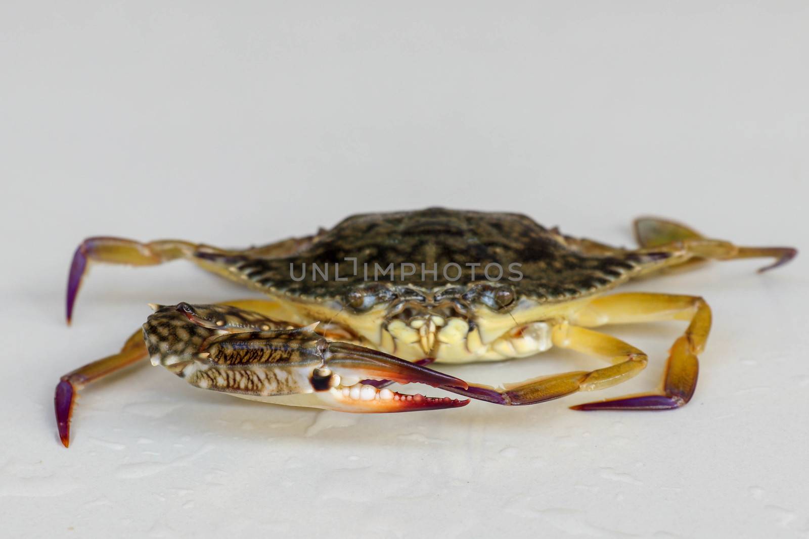 Front view of Blue manna crab, Sand crab. Flower crab. Portunus pelagicus isolated on a white background. Close-up photo of fresh raw Blue swimming sea crab, famously fresh seafood in the market.