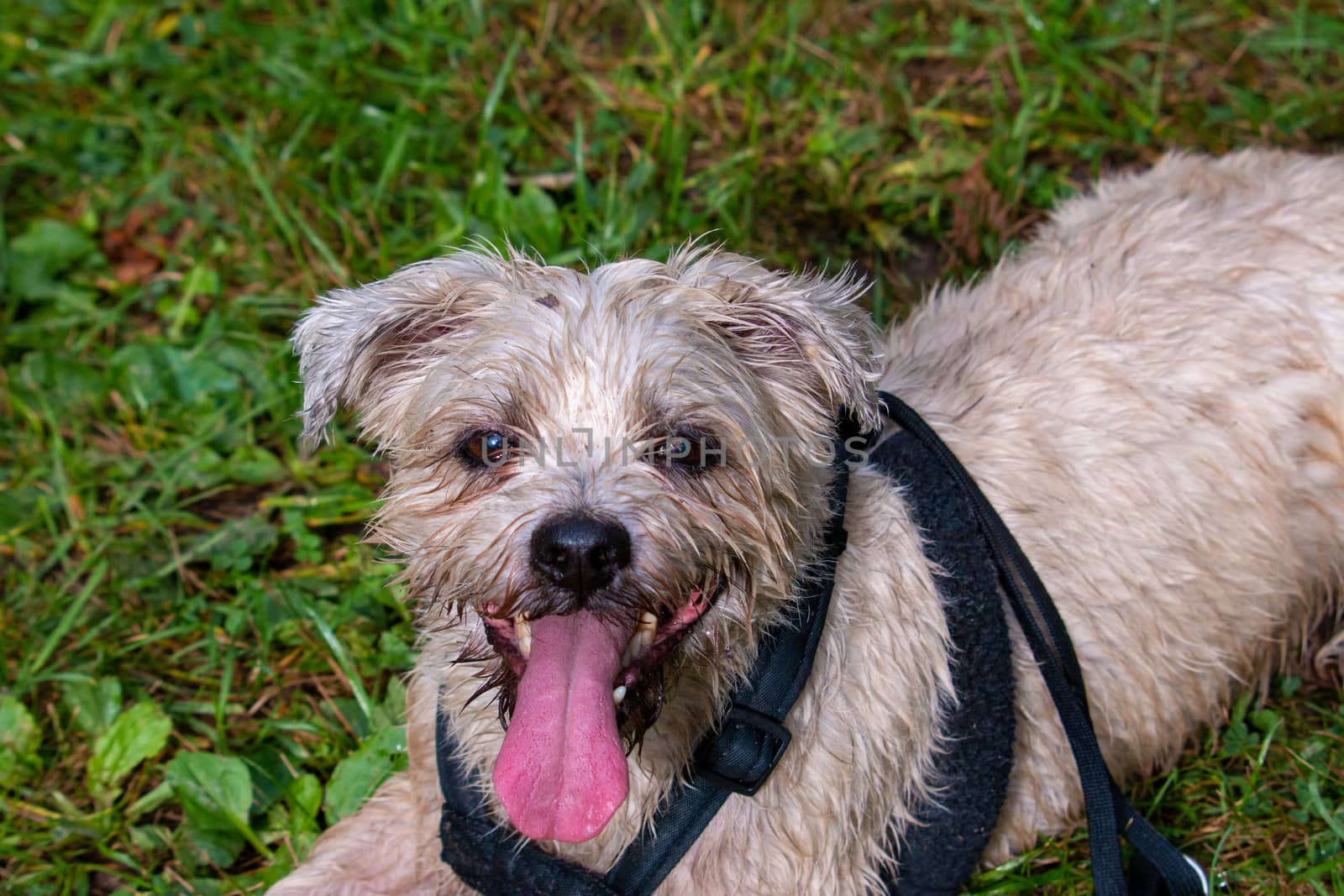 shorkie puppy dog face in hand adorable by mynewturtle1