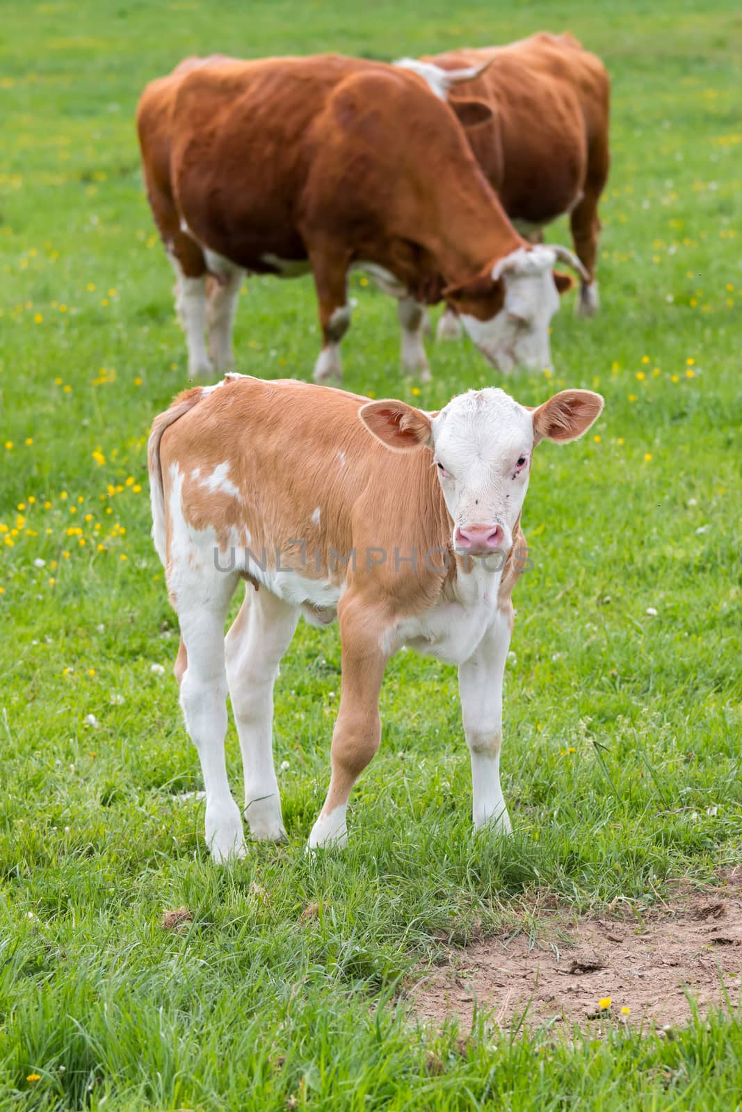 Young curious calf  by Digoarpi