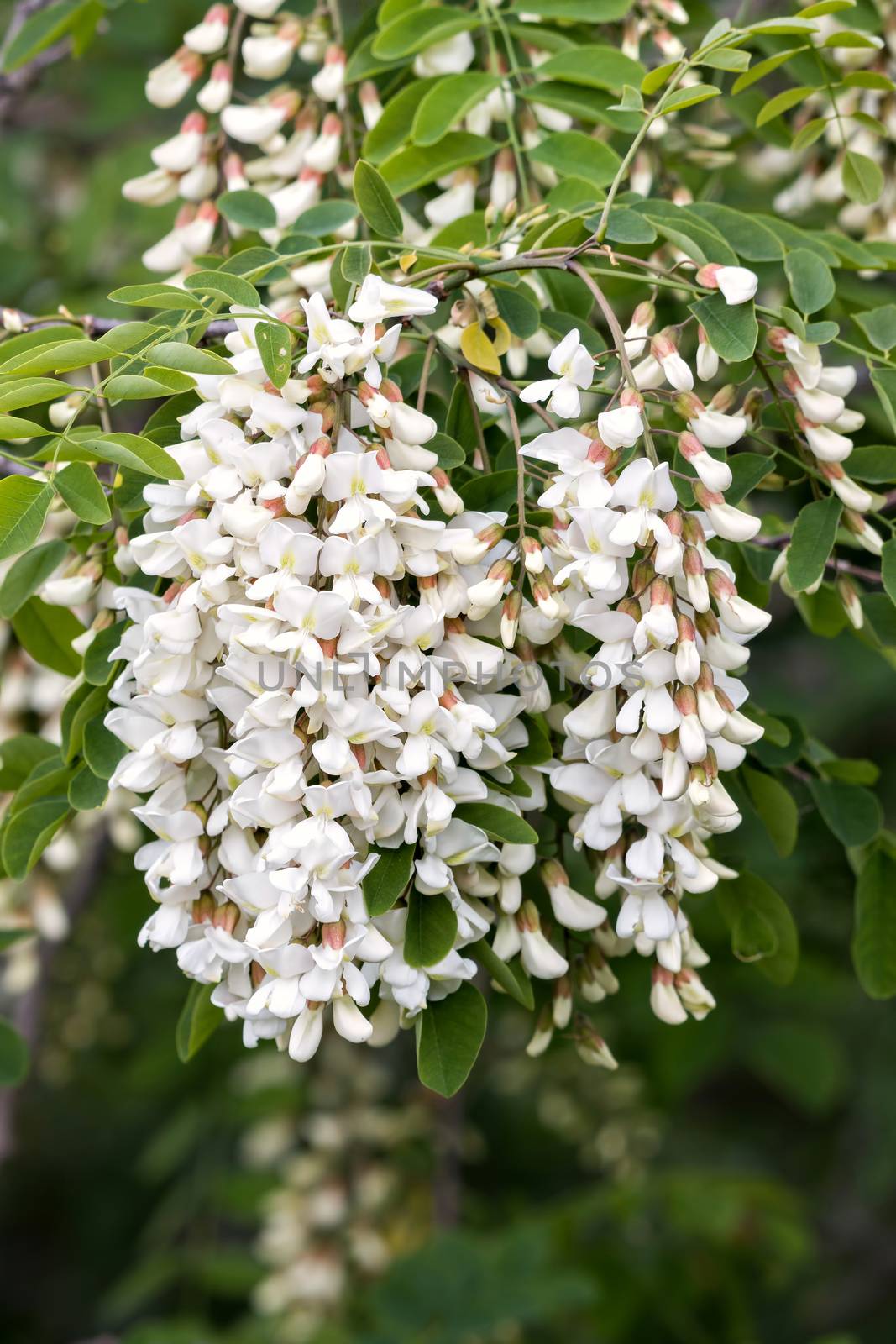 Branch of white acacia flowers on the tree