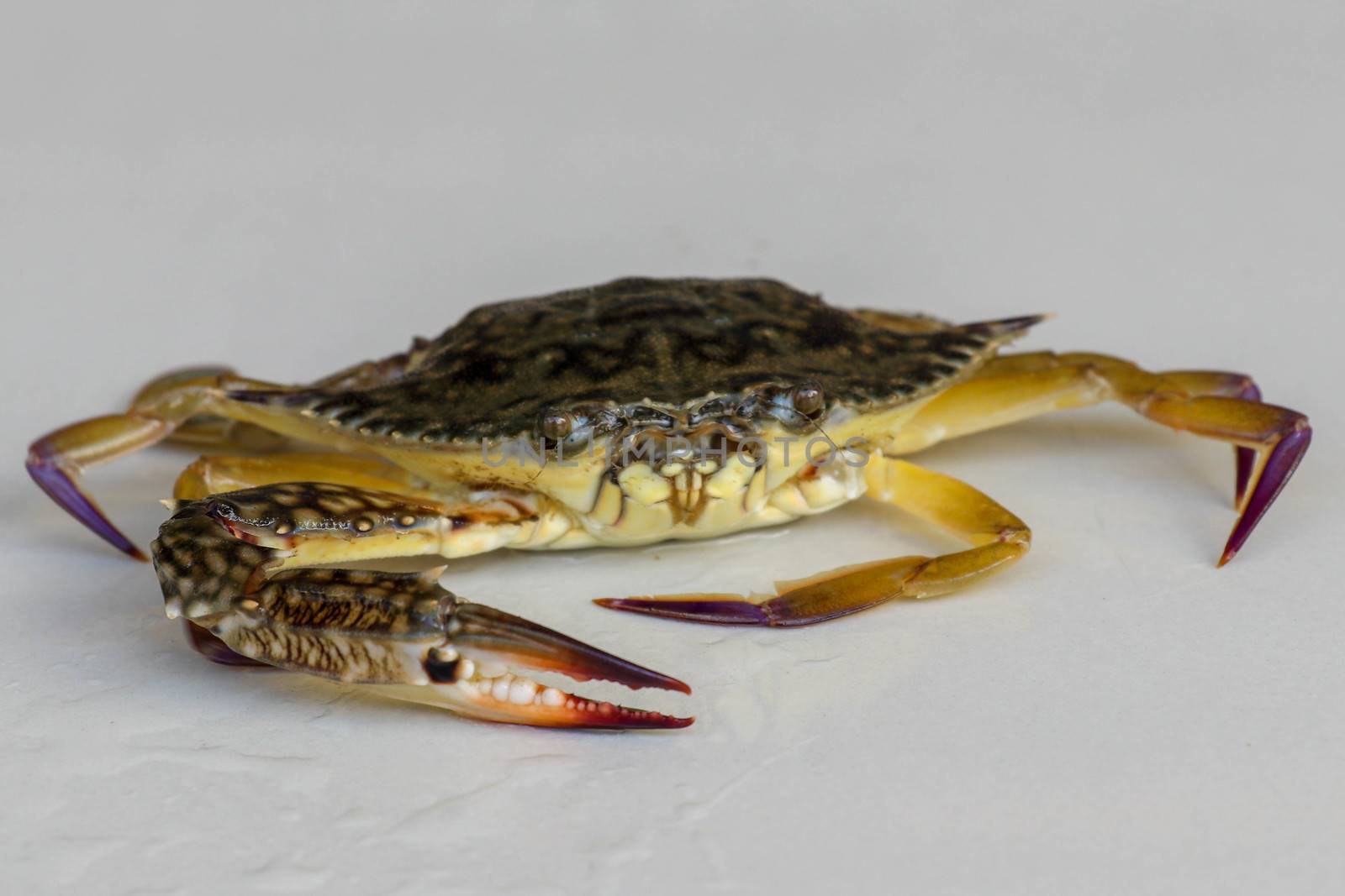 Front view of Blue manna crab, Sand crab. Flower crab. Portunus pelagicus isolated on a white background. Close-up photo of fresh raw Blue swimming sea crab, famously fresh seafood in the market.