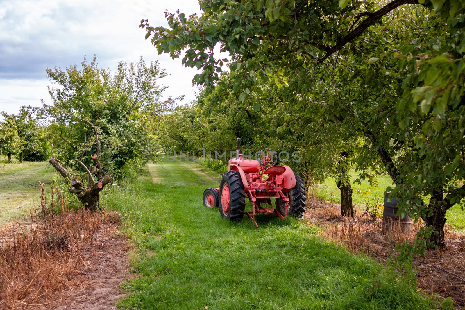 Antique Tractor and orchard. An antique farm tractor sits amidst an orchard of blossoming apple trees.