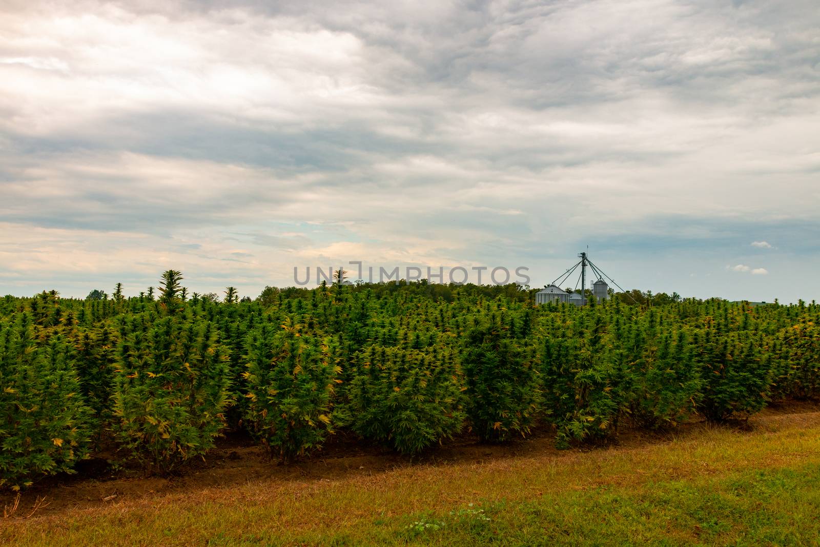 Hemp field in Canada. This is industrial hemp