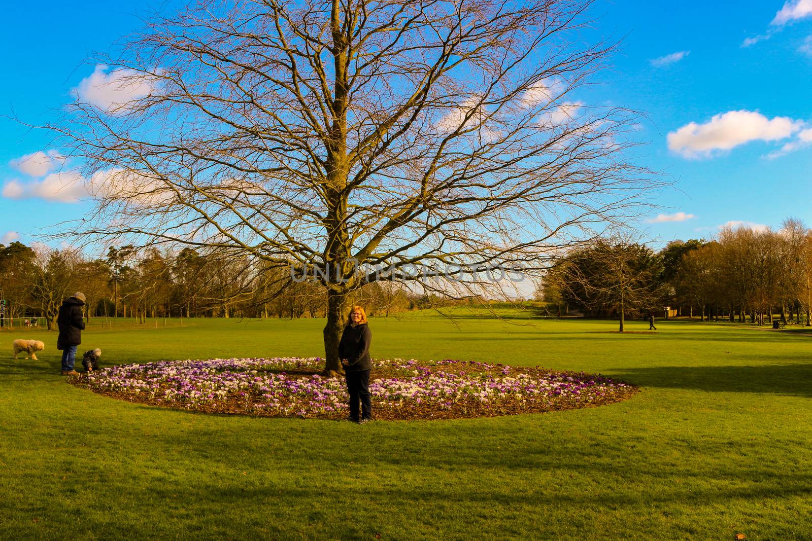 Women next to a tree with plenty of blooming crocus flowers, a p by mynewturtle1