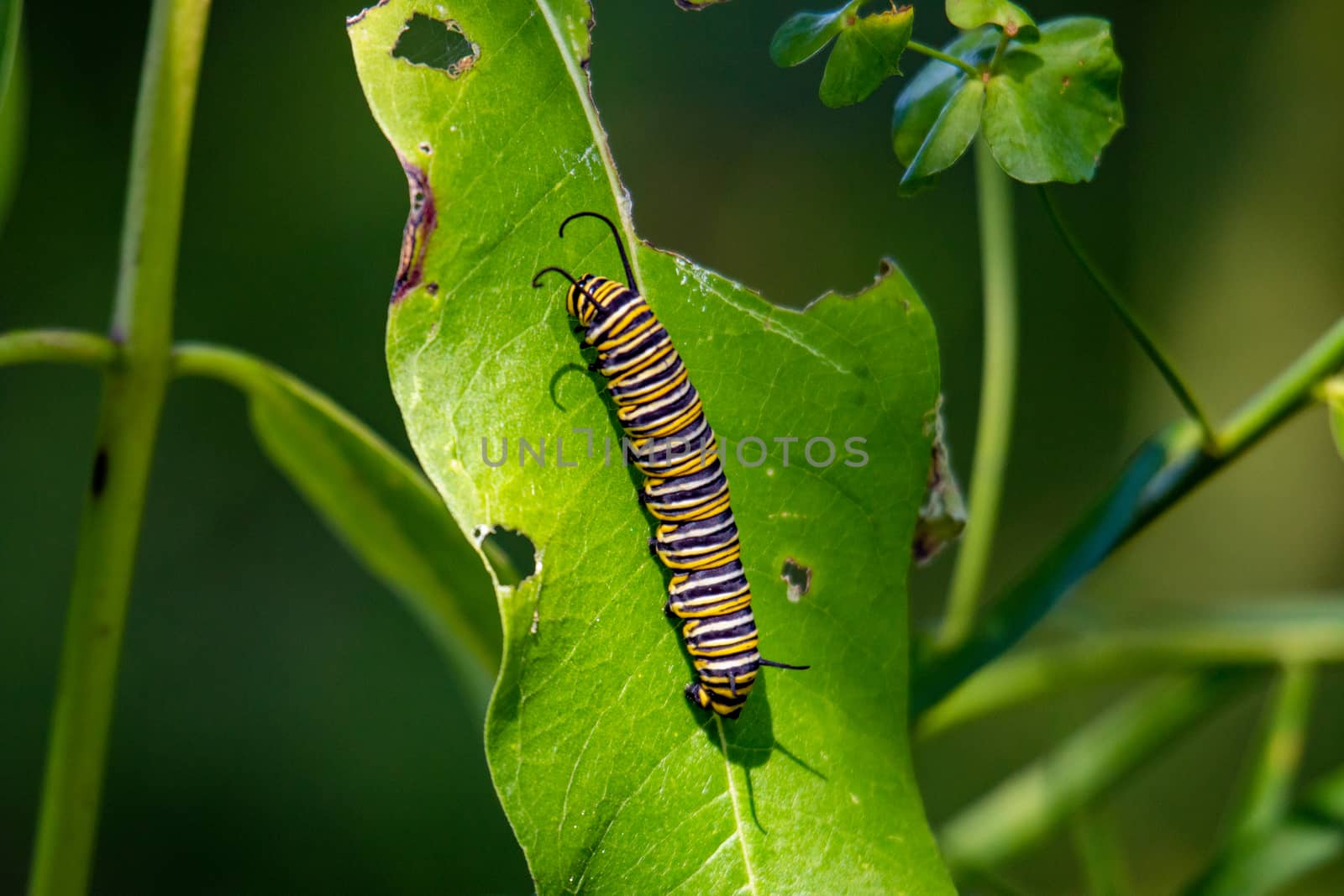 Monarch Catterpillar on a milkweed plant