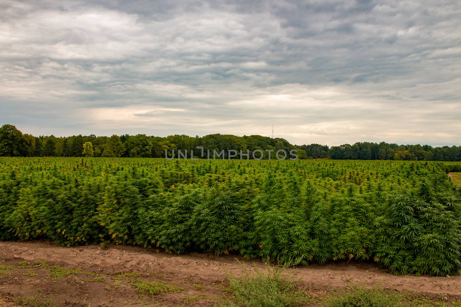 An industrial hemp field in Ontario canada. Hemp is a large agricultural industry with many uses. by mynewturtle1