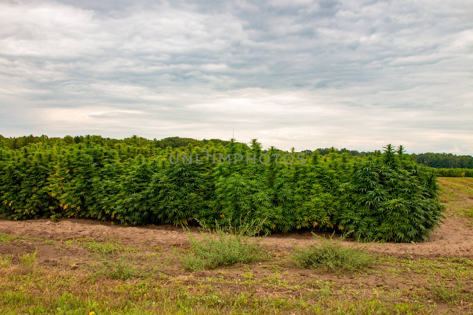 An industrial hemp field in Ontario canada. Hemp is a large agricultural industry with many uses. by mynewturtle1