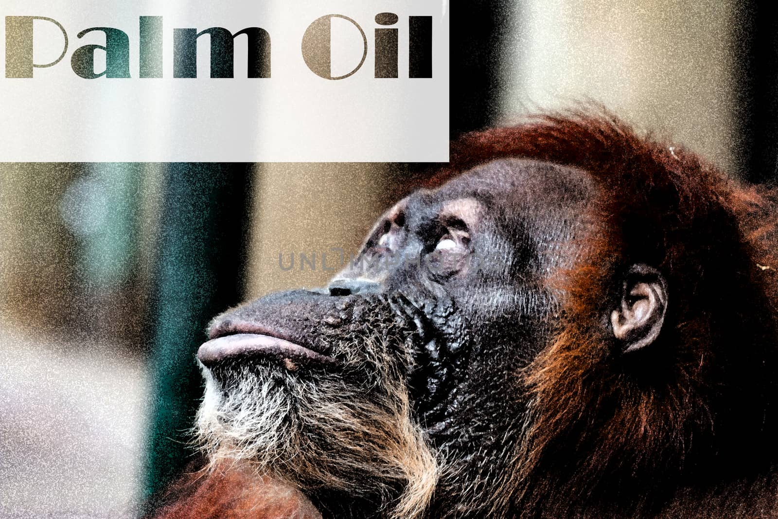 An Orangutan looking at the words palm oil. Deforestation: Borneo tropical rainforest is destroyed for oil palm plantations and human development. by mynewturtle1