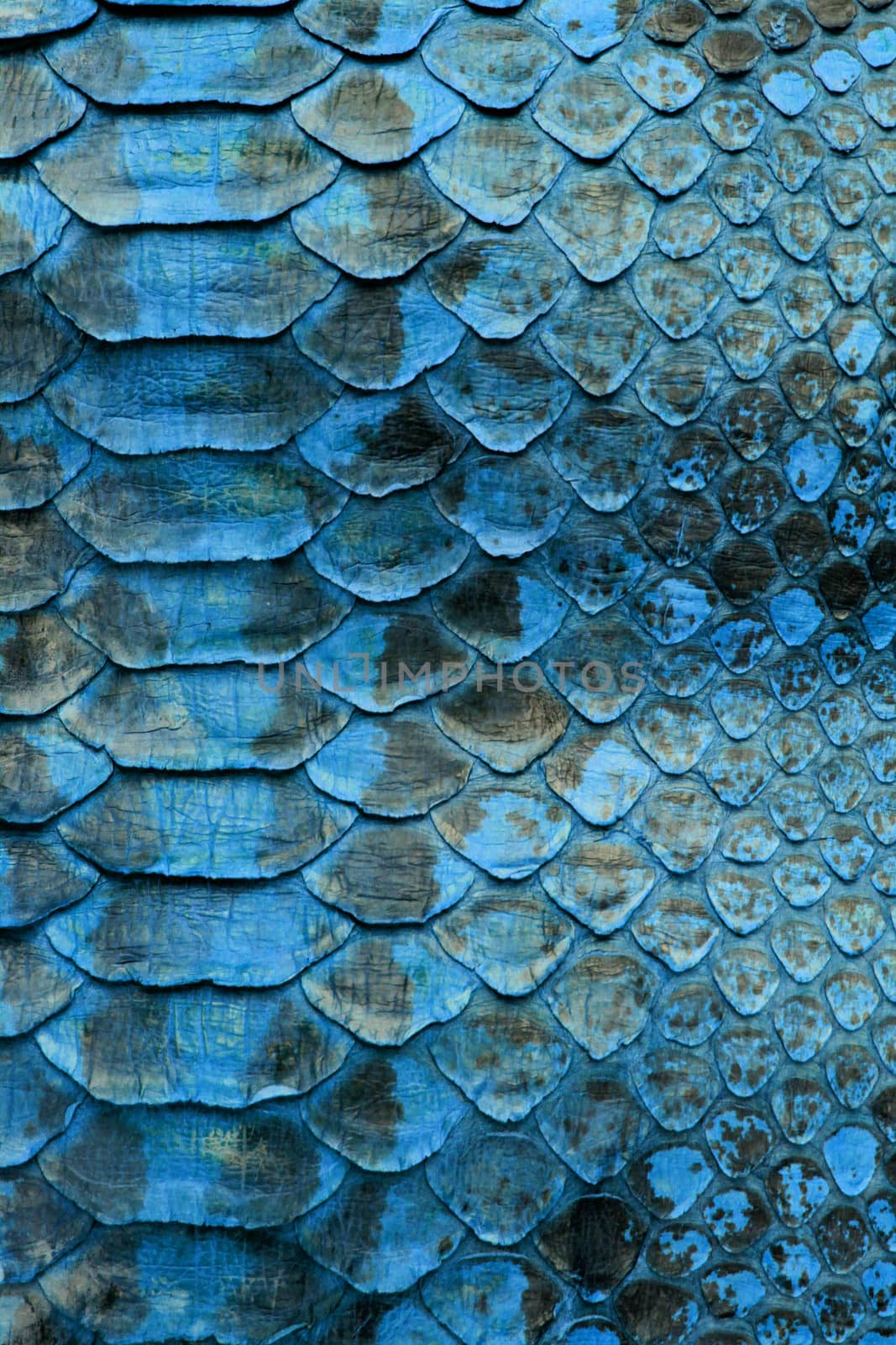 Coloured Real Snake Skin Snakeskin Animal Print Background by shellystill