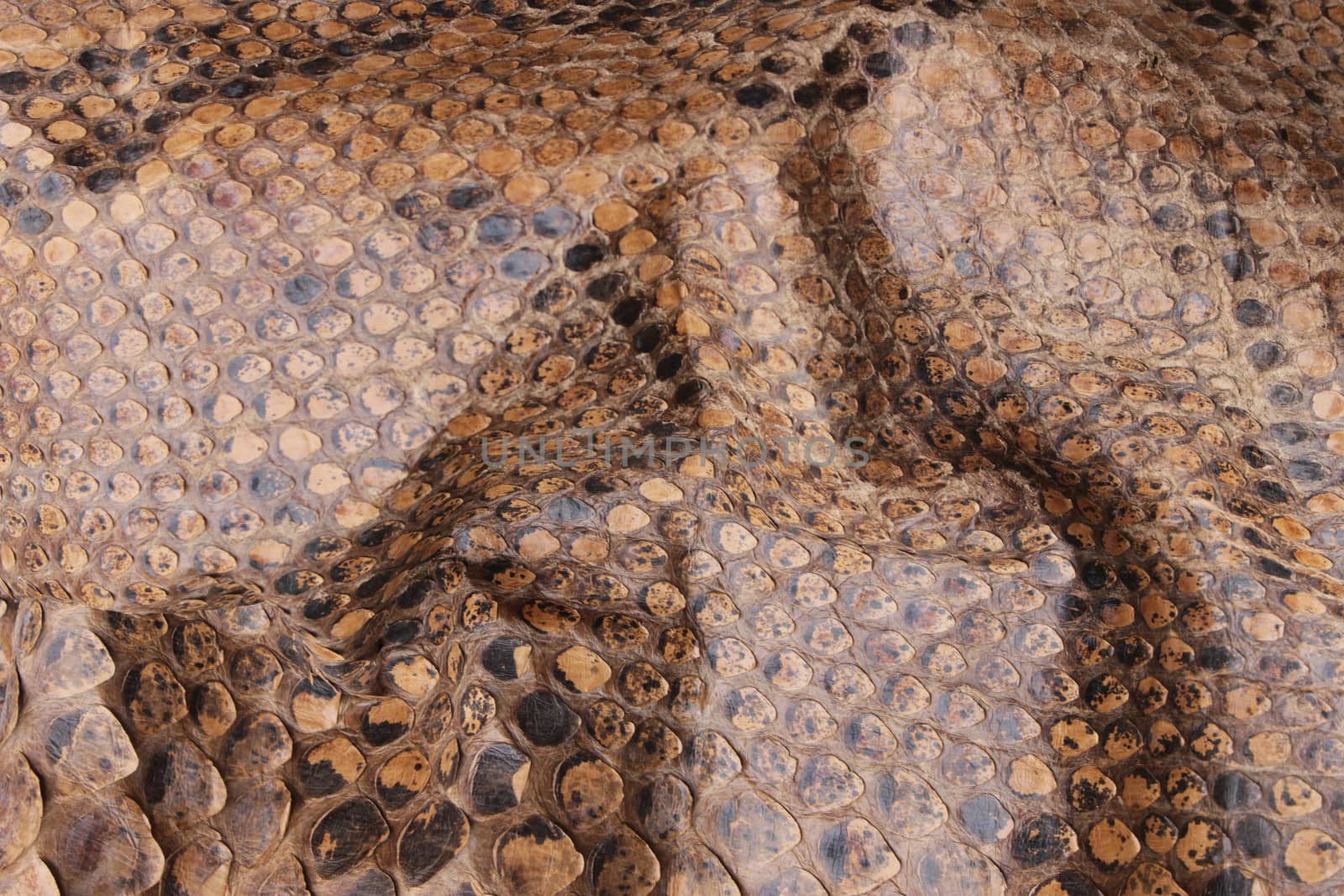 Coloured Real Snake Skin Snakeskin Animal Print Background by shellystill