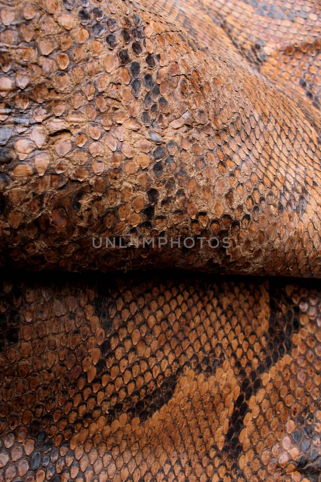 Coloured Real Snake Skin Snakeskin Animal Print Background by shellystill