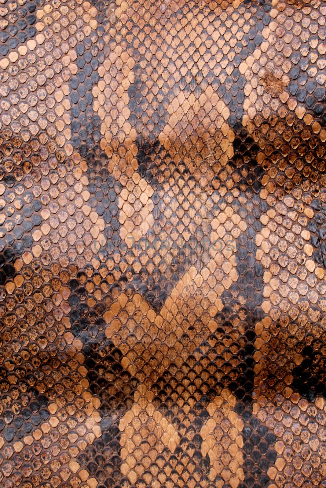 Coloured Real Snake Skin Snakeskin Animal Print Background by shellystill