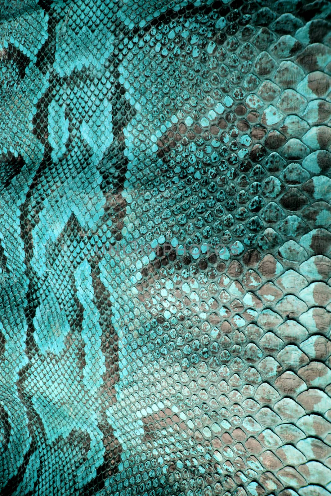 Coloured Real Snake Skin Snakeskin Animal Print Background by shellystill