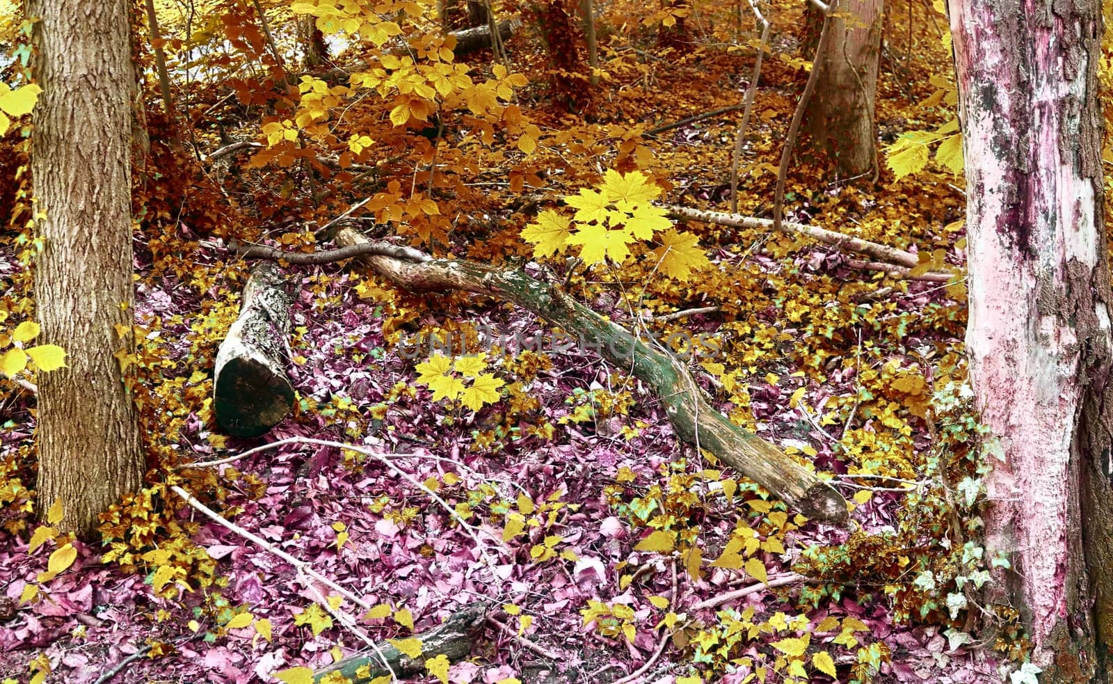 Beautiful panorama view on a golden autumn landscape in the middle of october