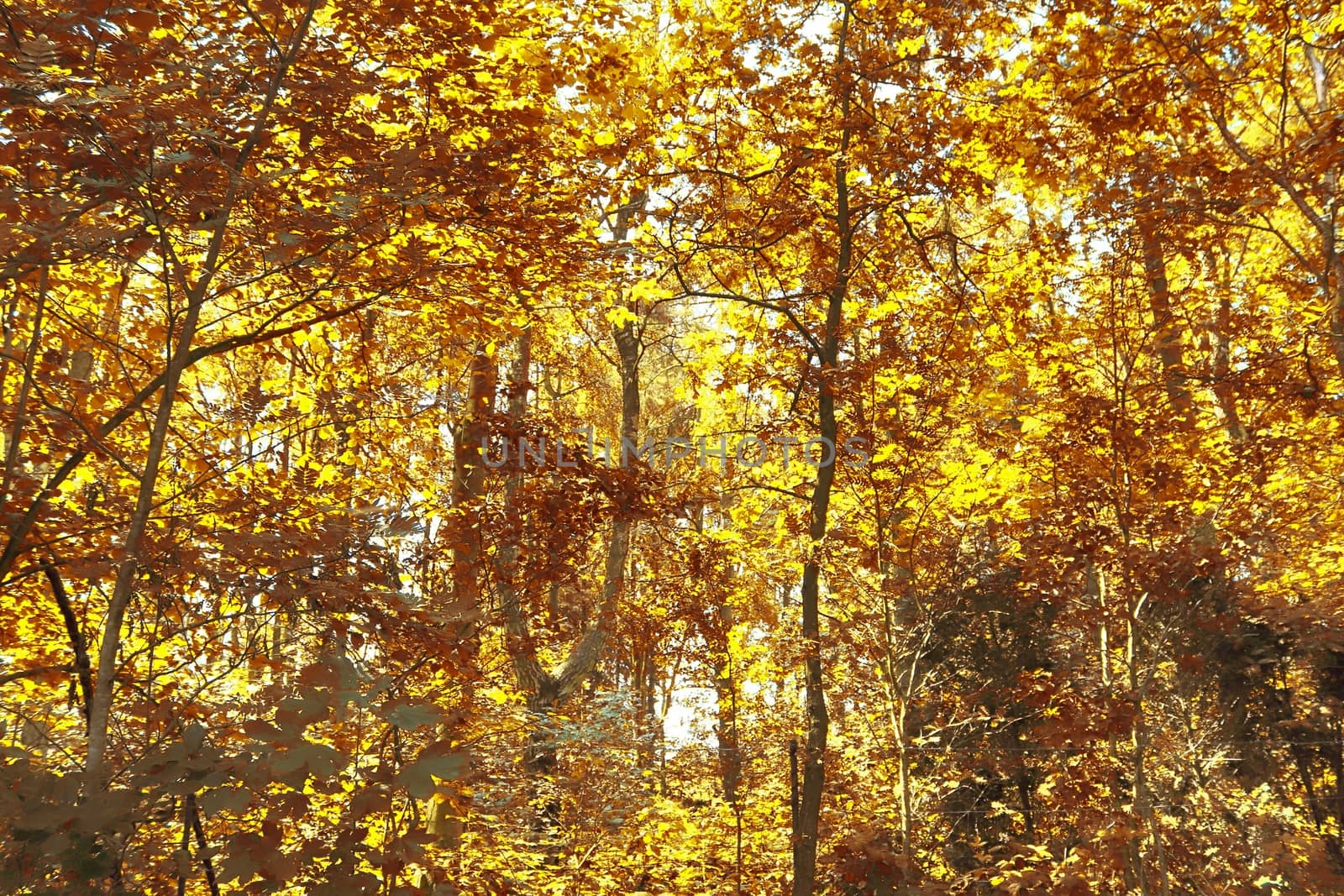 Beautiful panorama view on a golden autumn landscape in the middle of october