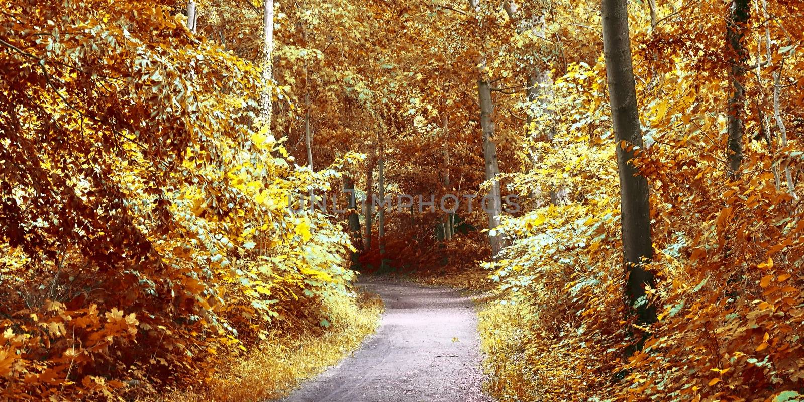 Beautiful panorama view on a golden autumn landscape found in eu by MP_foto71