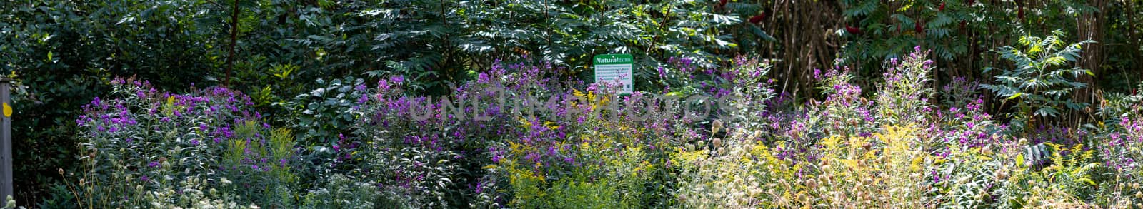 Panorama of a field of wild flowers and weeds