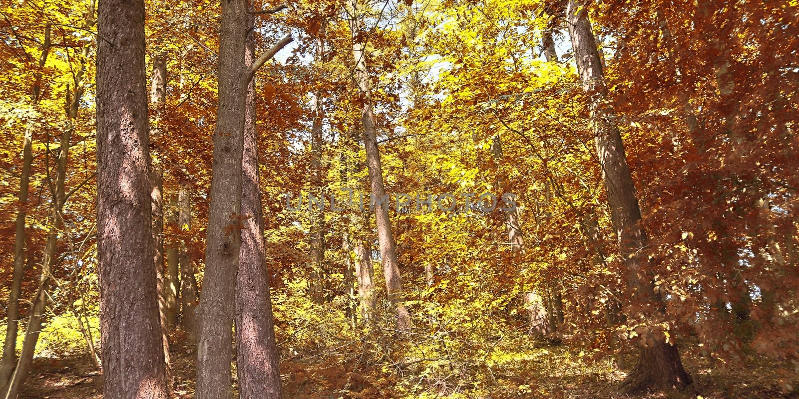 Beautiful panorama view on a golden autumn landscape in the middle of october