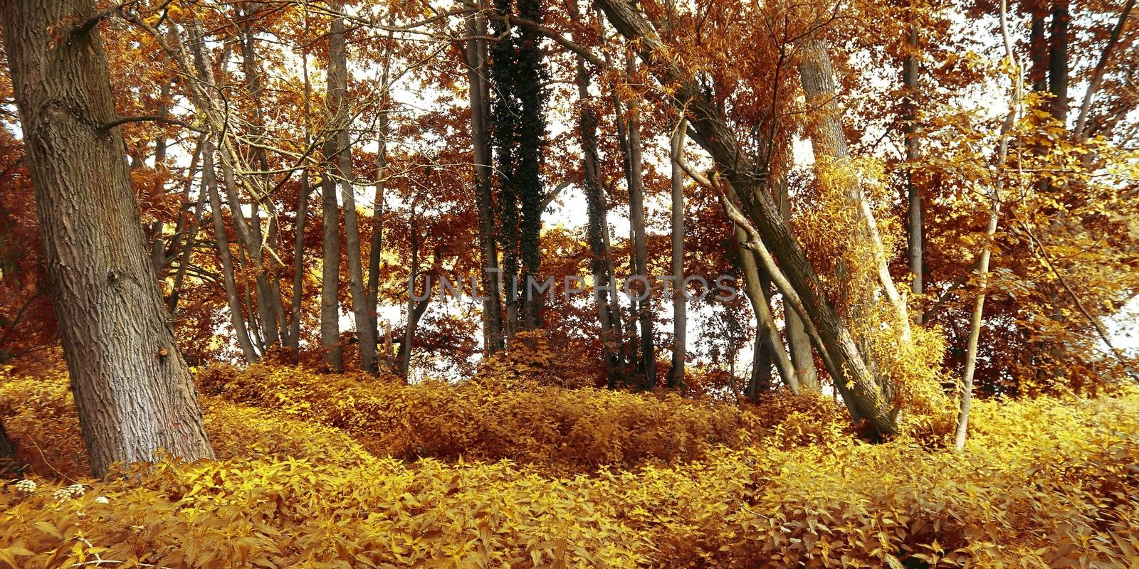 Beautiful panorama view on a golden autumn landscape in the middle of october