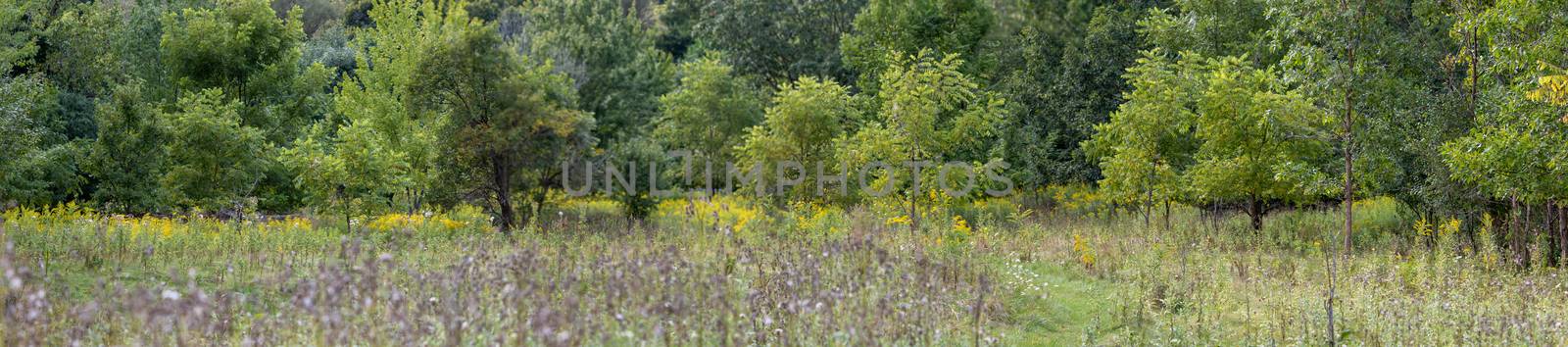 Panorama of a landscape in Ontario showing wildflowers, trees, and a meadow. by mynewturtle1