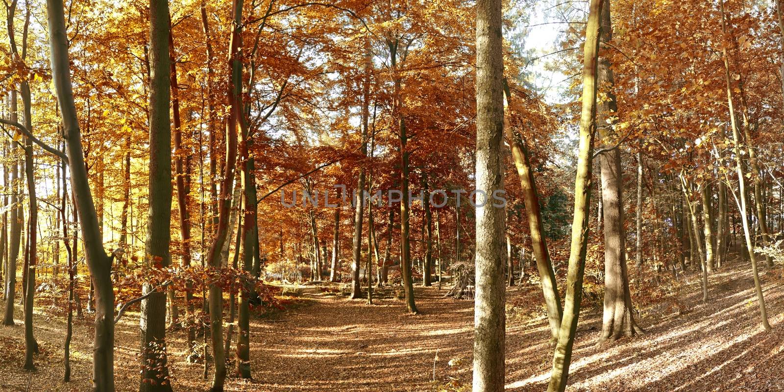 Beautiful panorama view on a golden autumn landscape in the middle of october