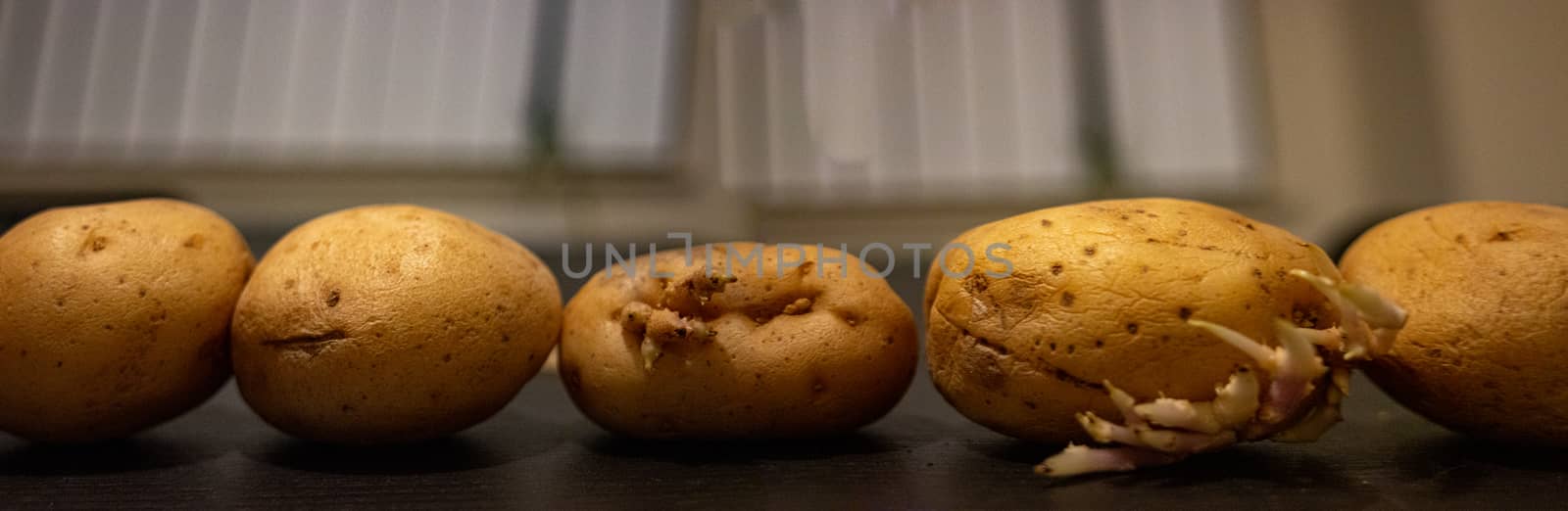Old potatoes lined up on a table and stitched into a panorama by mynewturtle1