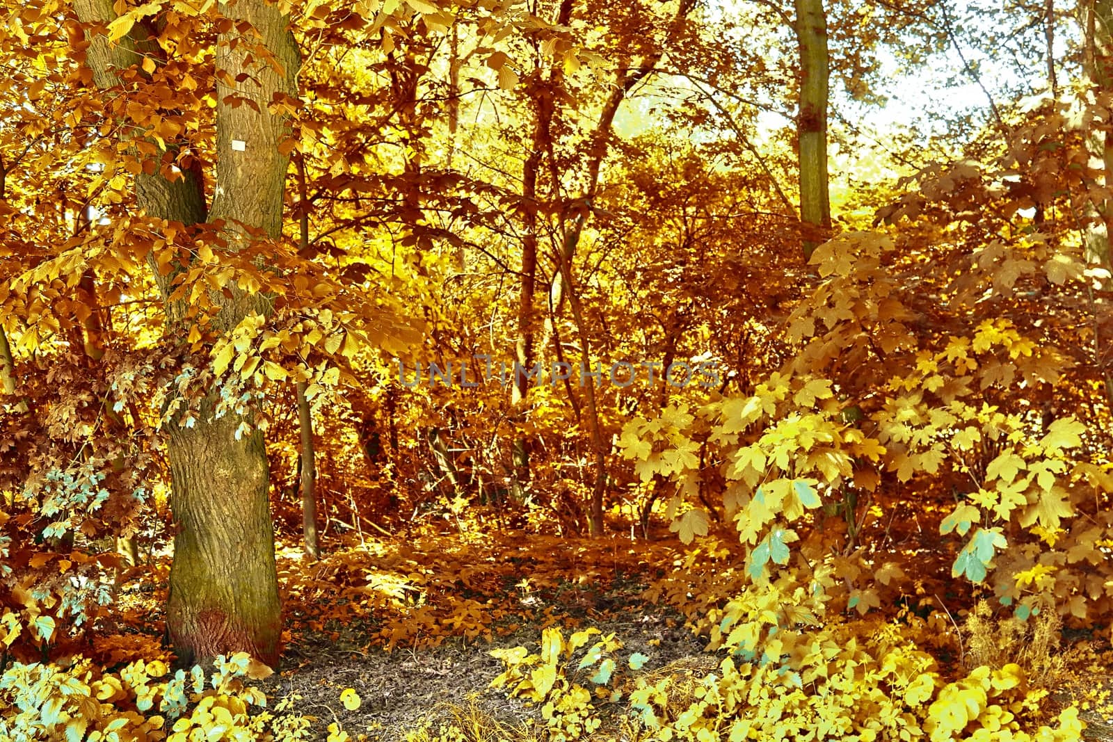 Beautiful panorama view on a golden autumn landscape in the middle of october