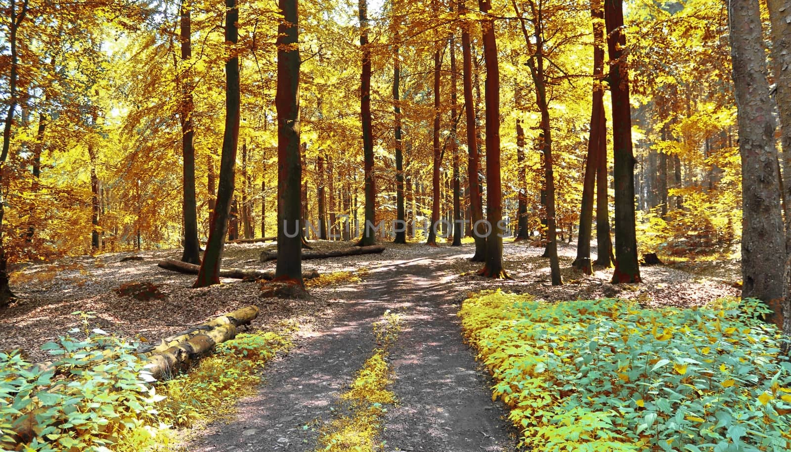 Beautiful panorama view on a golden autumn landscape in the middle of october