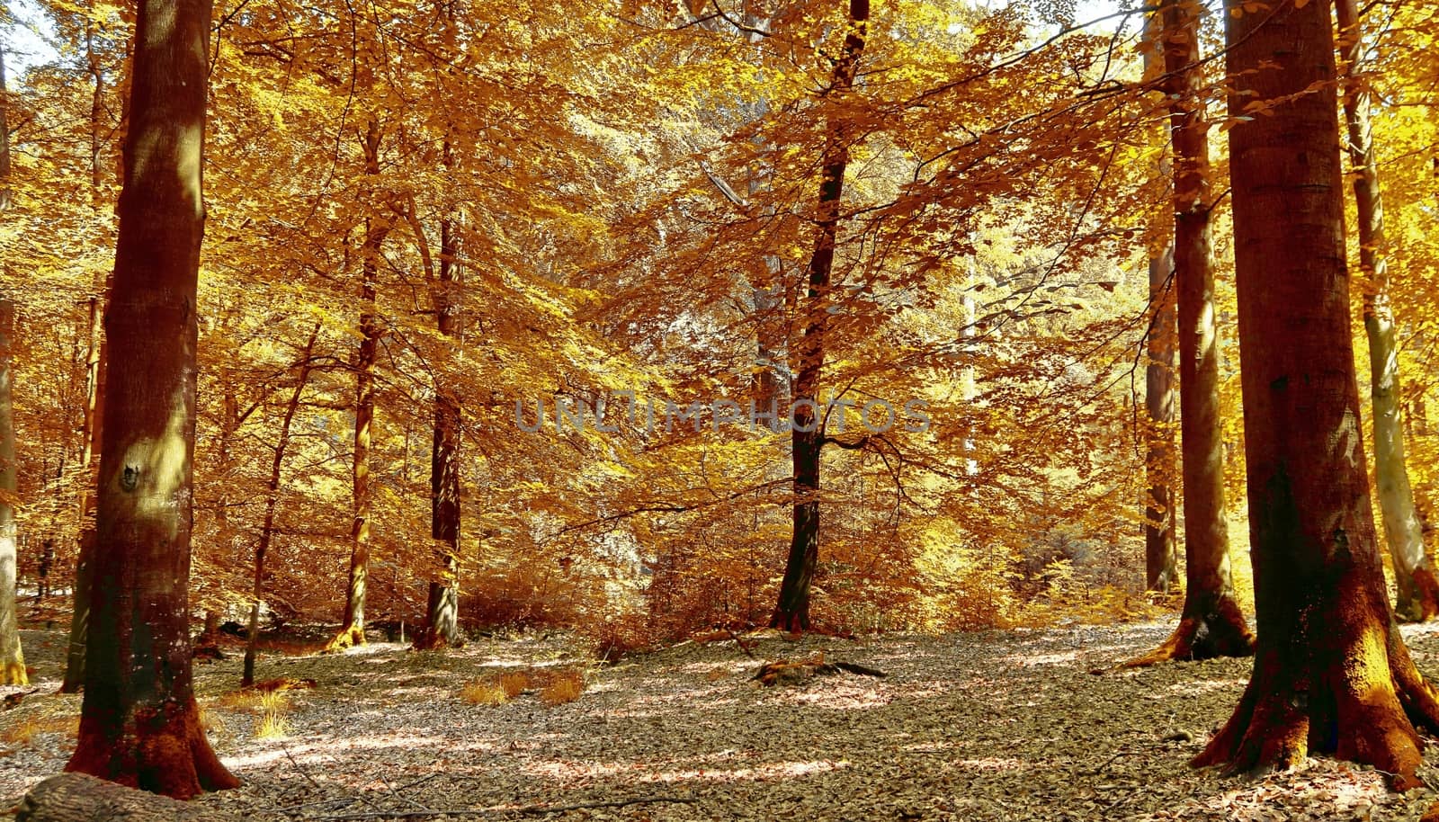 Beautiful panorama view on a golden autumn landscape in the middle of october