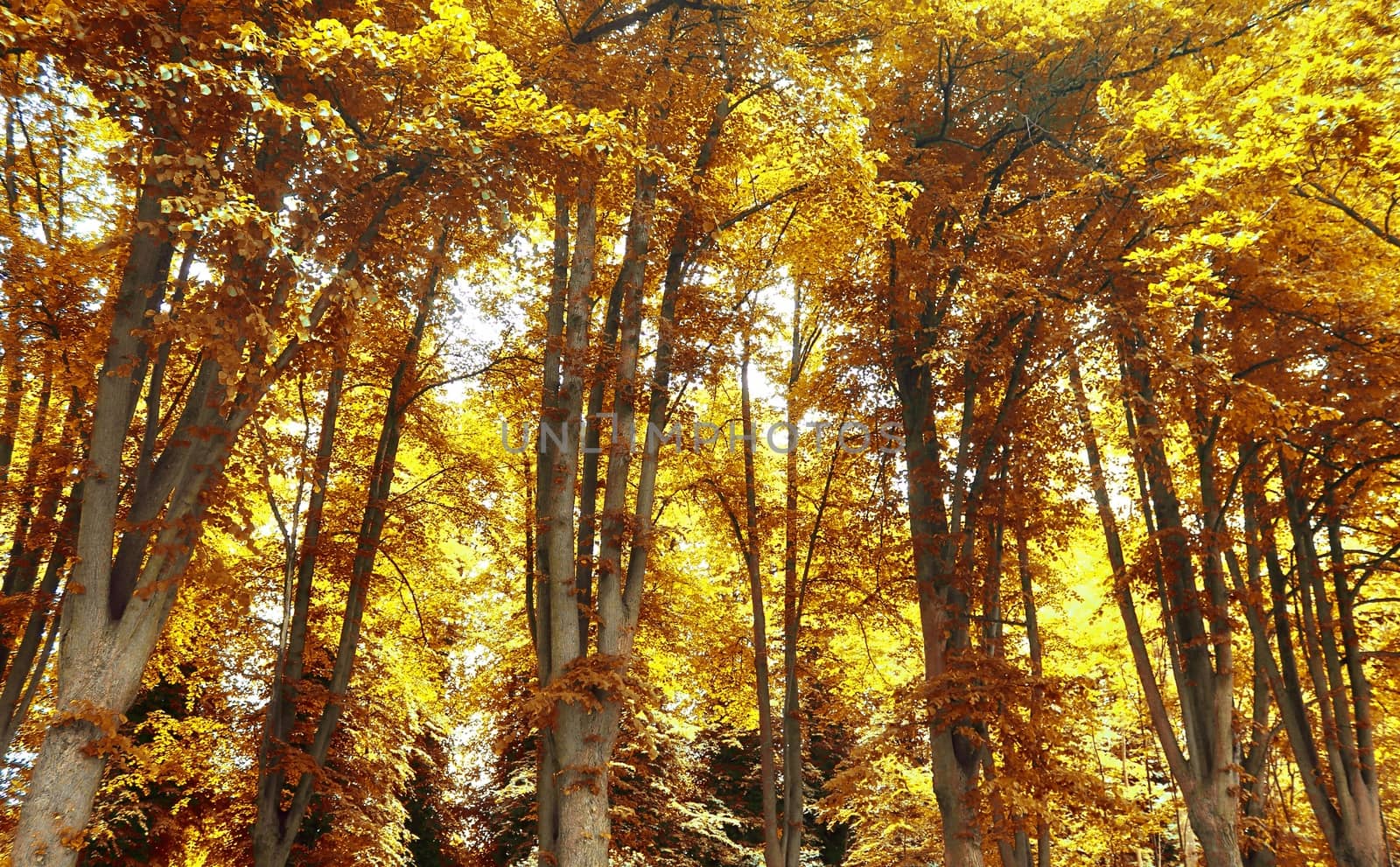 Beautiful panorama view on a golden autumn landscape in the middle of october