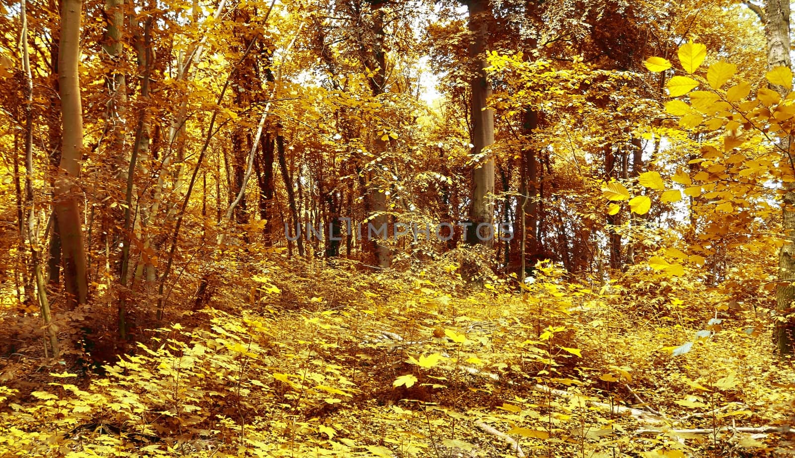 Beautiful panorama view on a golden autumn landscape in the middle of october