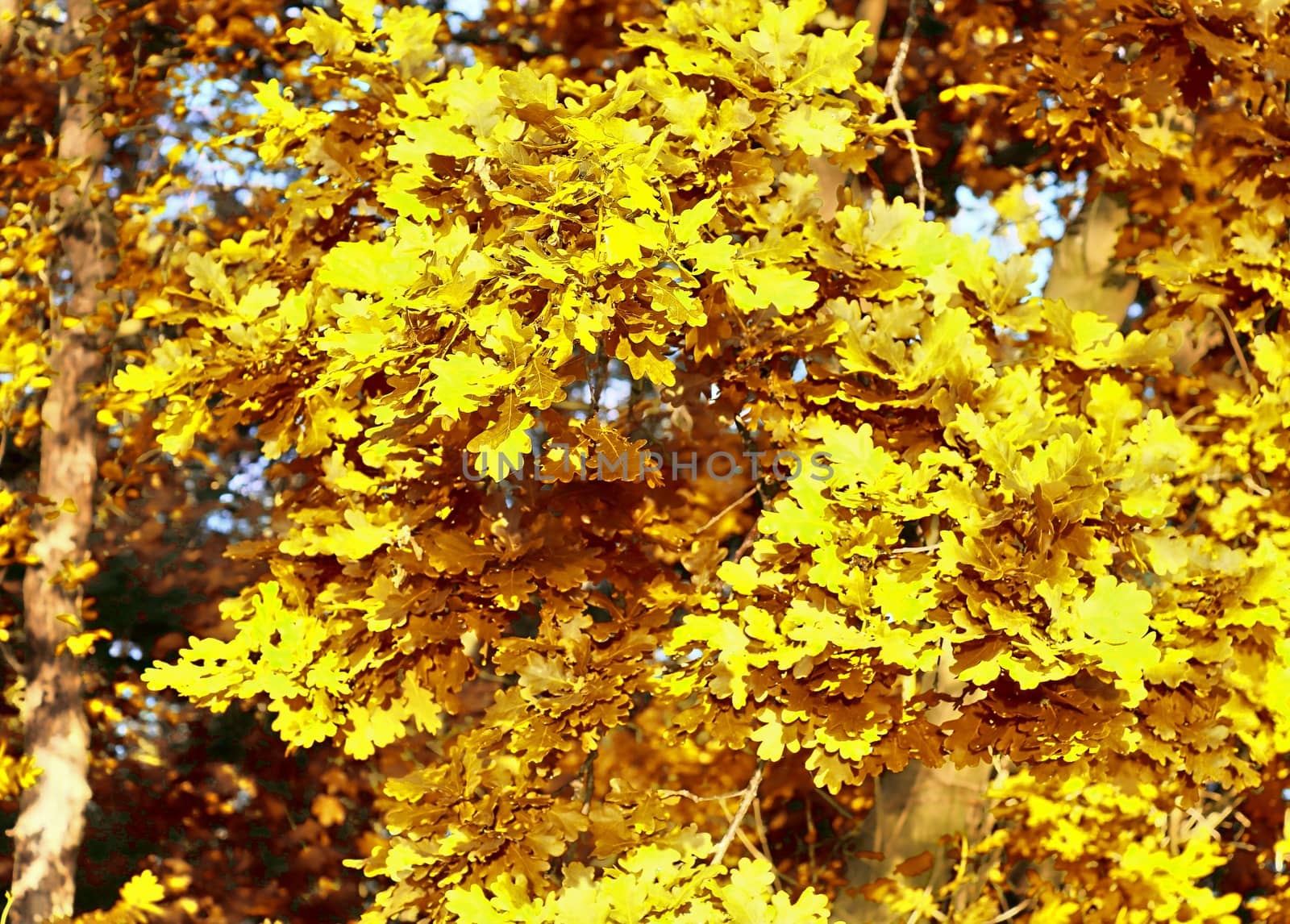 Beautiful panorama view on a golden autumn landscape in the middle of october