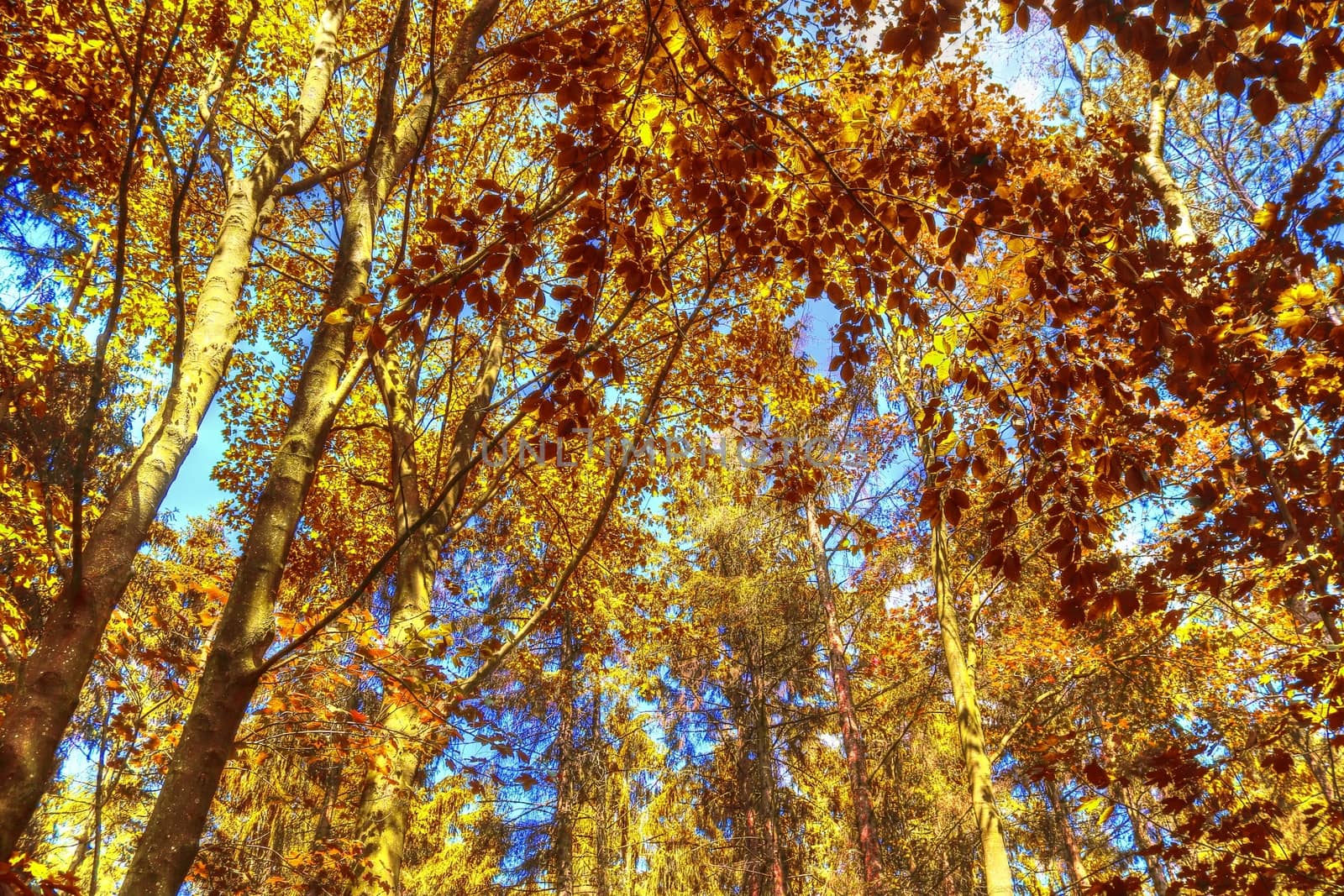 Beautiful panorama view on a golden autumn landscape in the middle of october