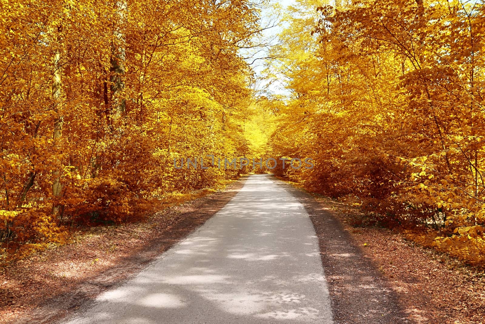 Beautiful panorama view on a golden autumn landscape in the middle of october