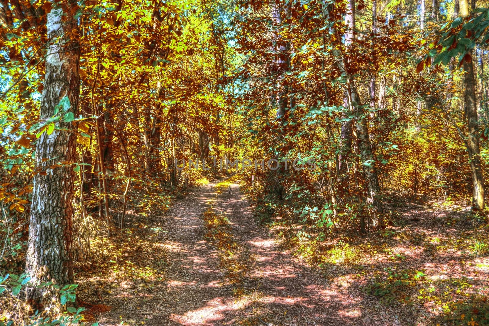 Beautiful panorama view on a golden autumn landscape in the middle of october