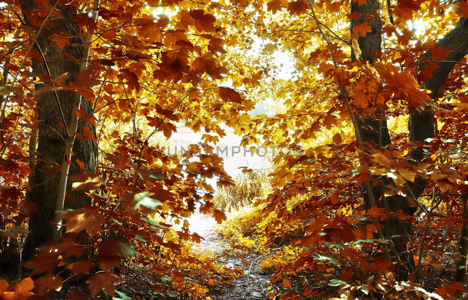 Beautiful panorama view on a golden autumn landscape in the middle of october