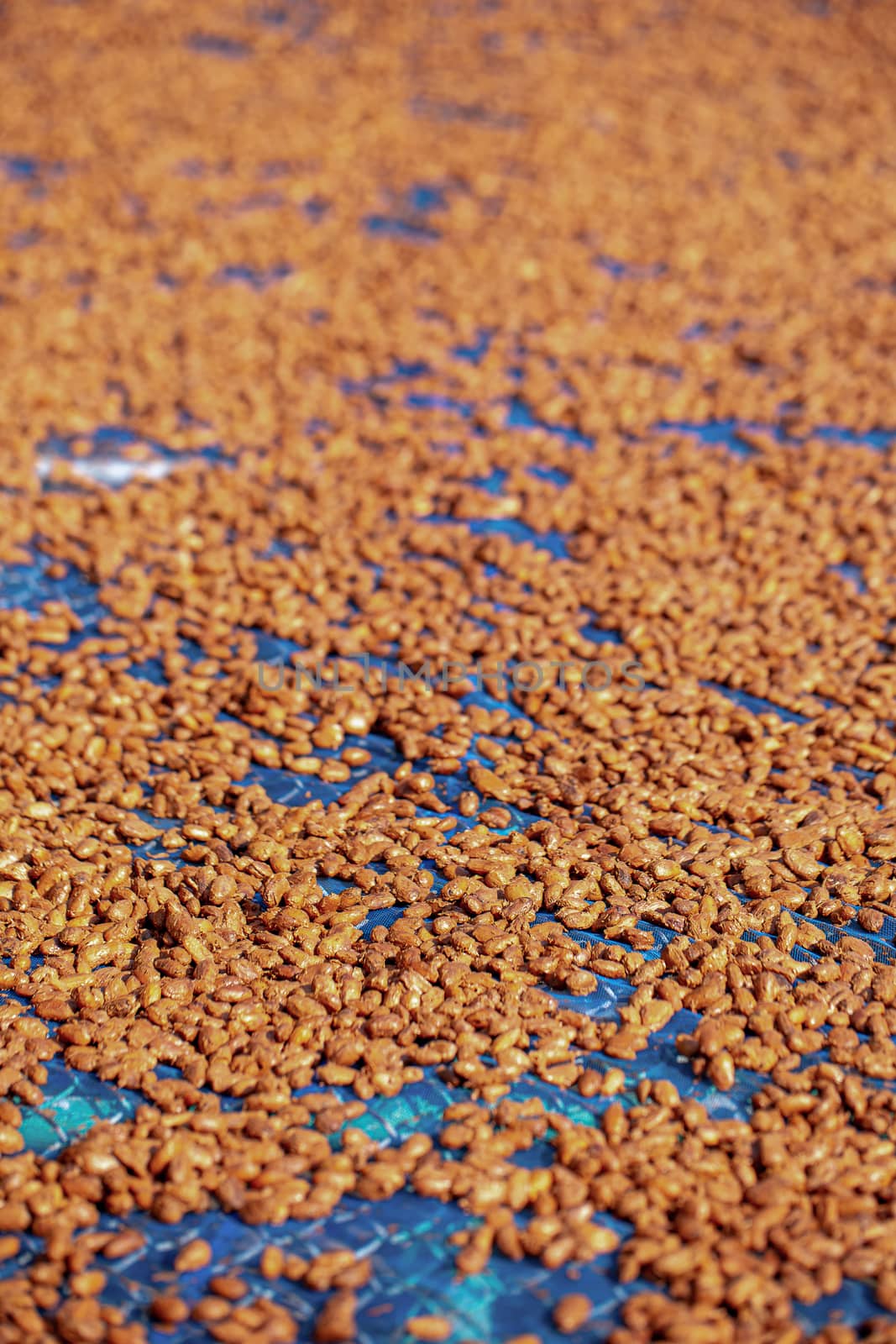 Drying raw Cocoa beans in the agricultural industry.
