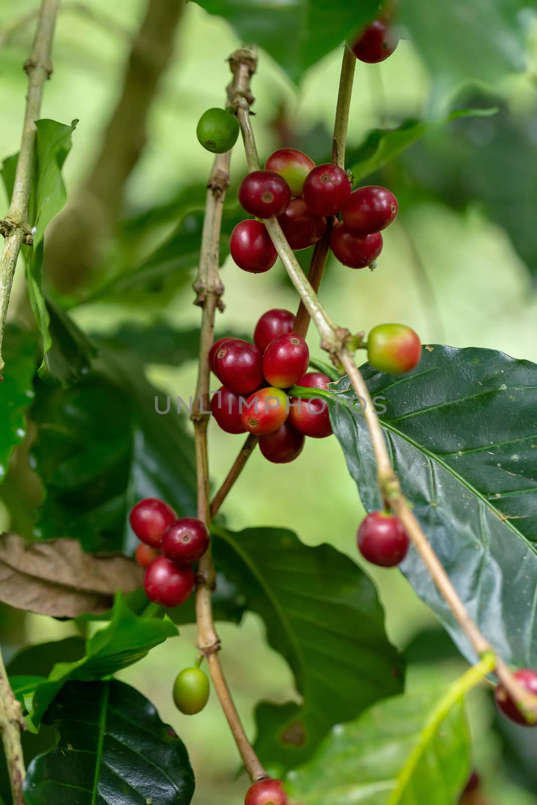 Fresh Arabica Coffee beans ripening on tree in the agricultural garden north of thailand.