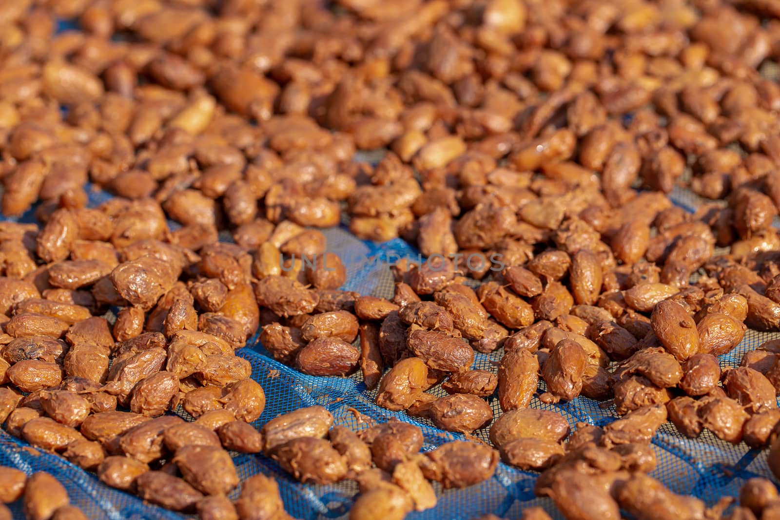 Drying raw Cocoa beans in the agricultural industry.