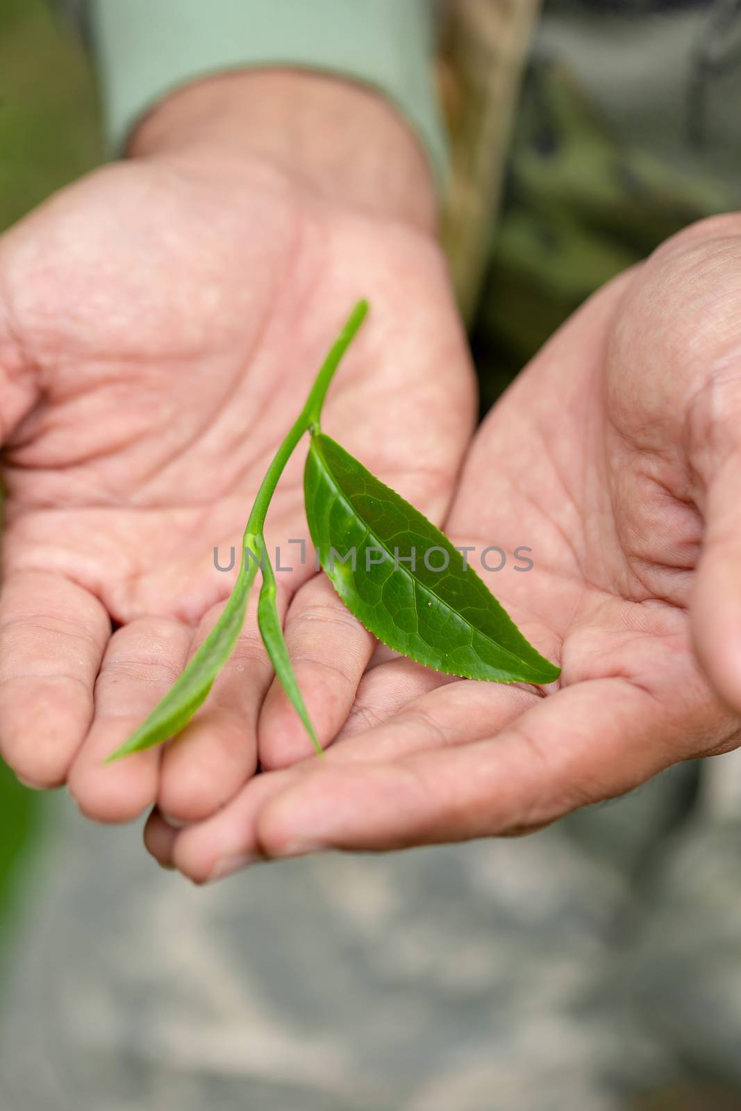 Green tea leaves in the hands of farmers by kaiskynet