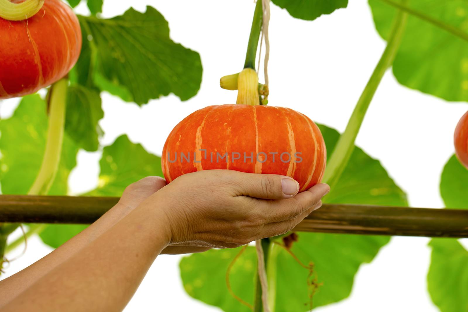 pumpkins hanging from the bamboo fence  in the garden by kaiskynet