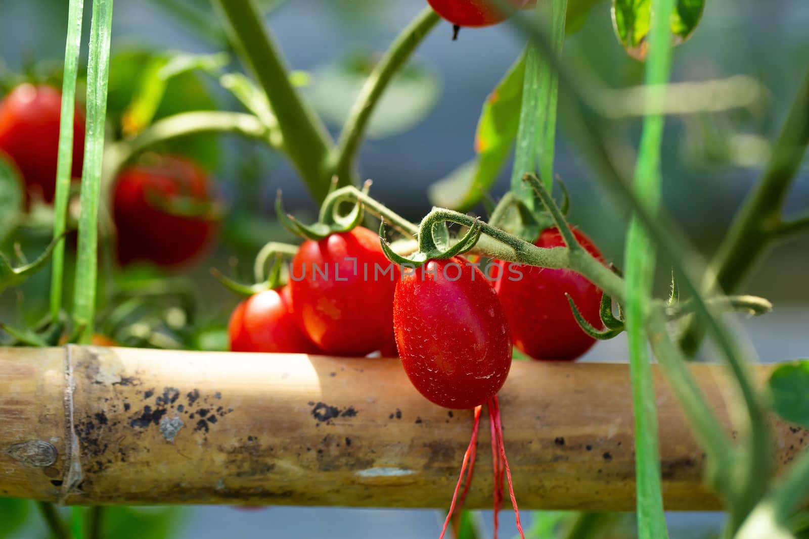 Ripe red tomatoes are hanging on the tomato tree in the garden by kaiskynet