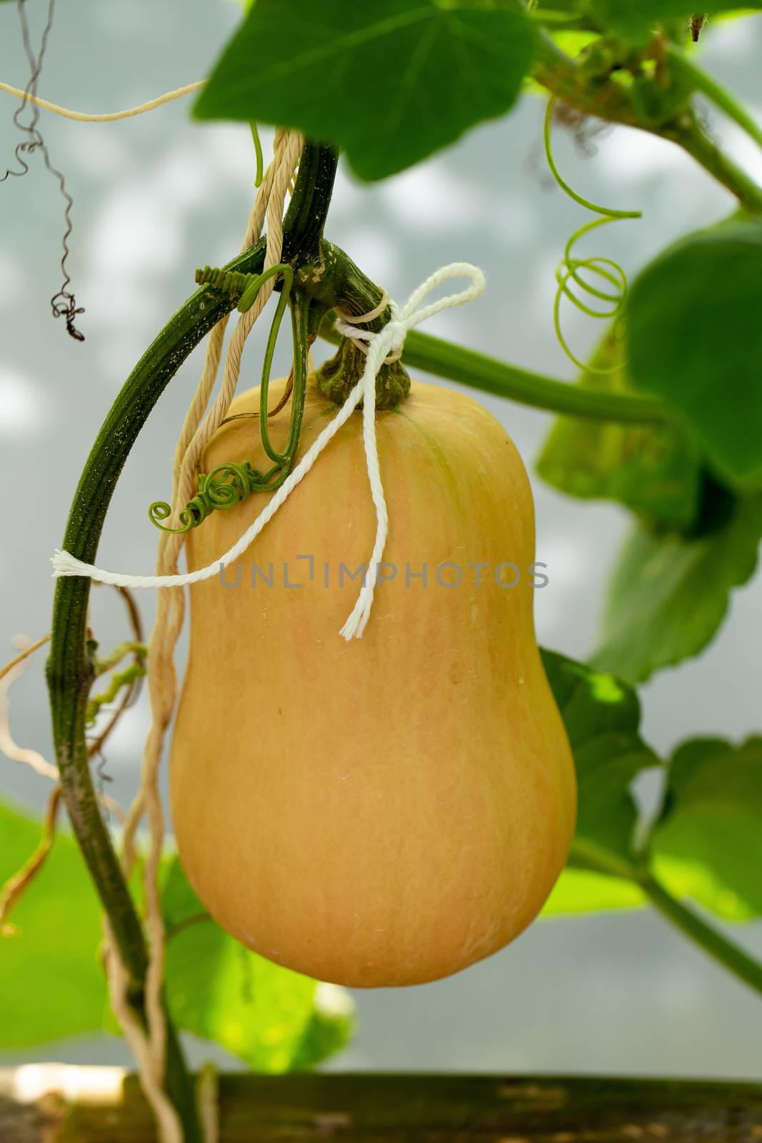 Butternut squash pumpkins hanging from the bamboo fence  in the garden.