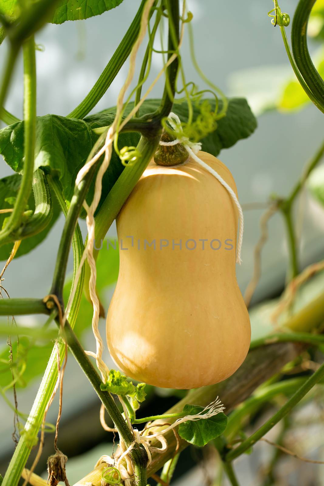 pumpkins hanging from the bamboo fence  in the garden by kaiskynet