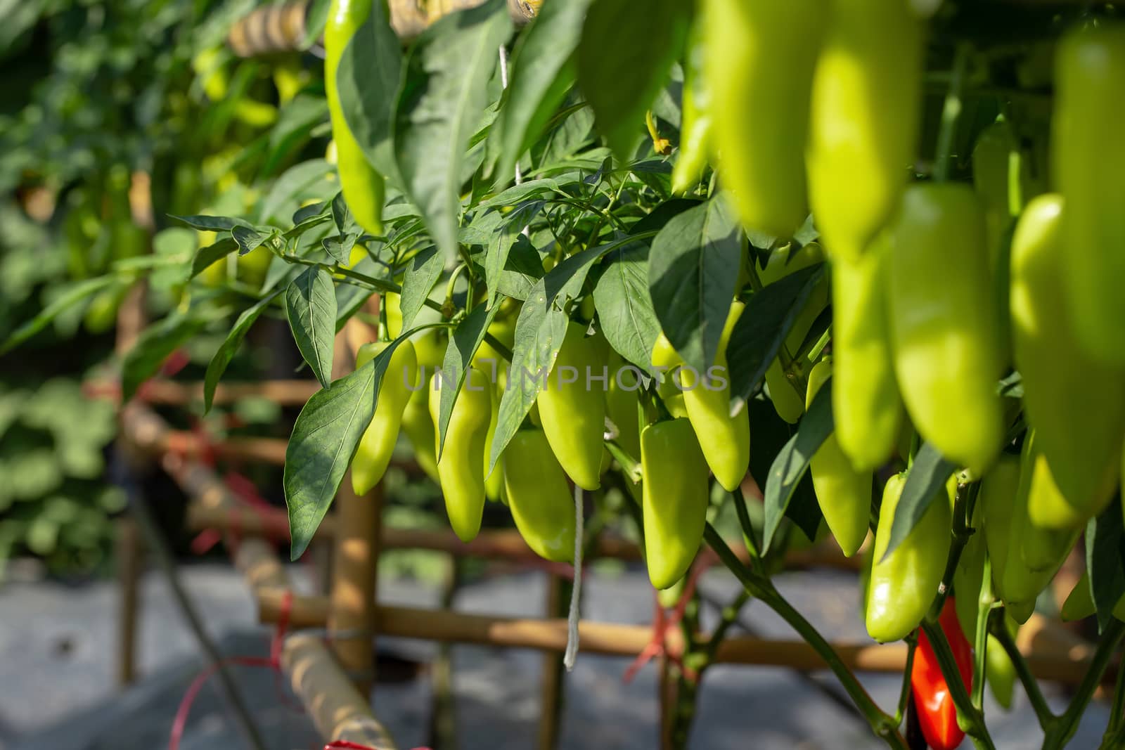 Ripe Green chilli on a tree, Green chilies grows in the garden.