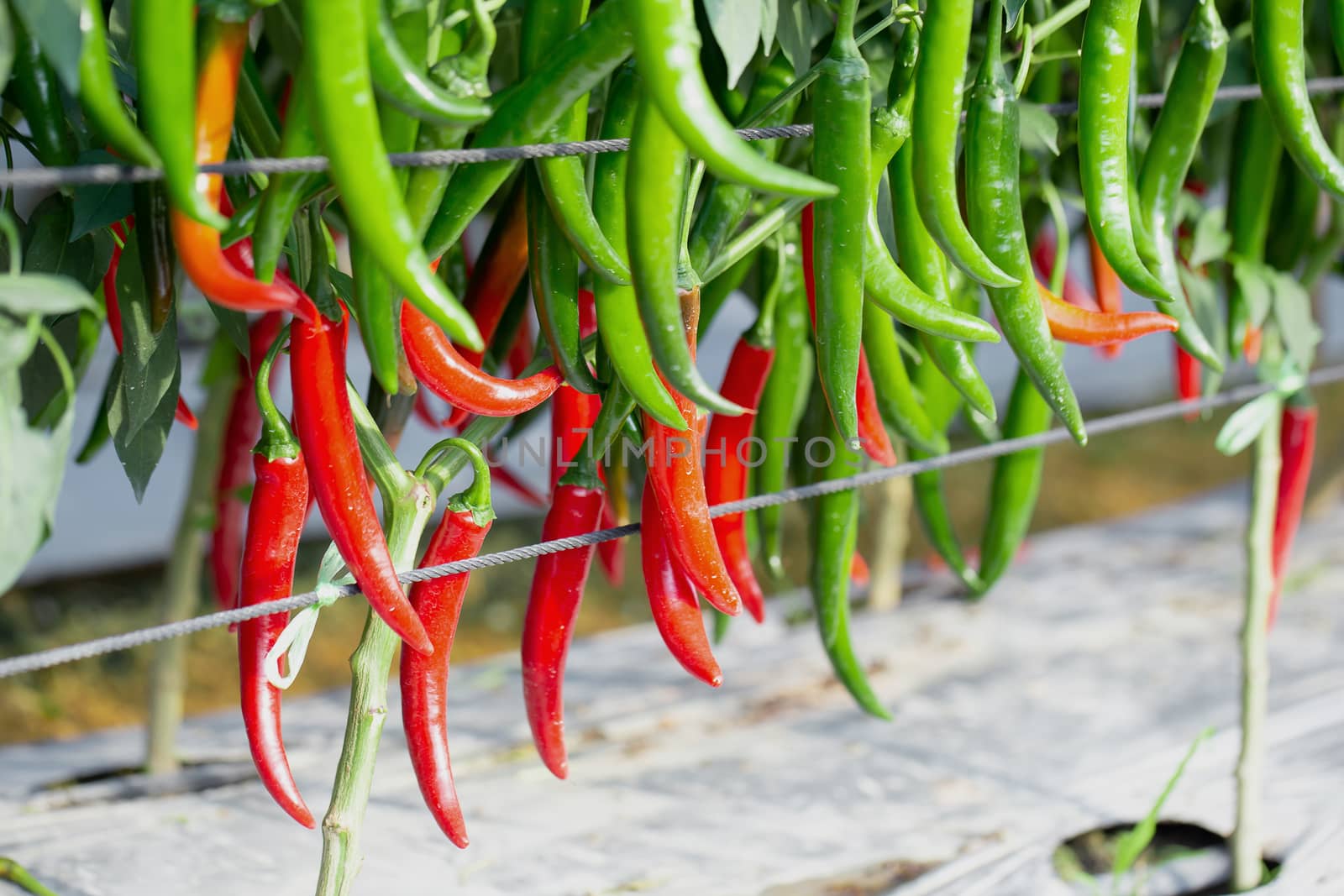 Ripe Red and Green chilli on a tree, Green chilies grows in the  by kaiskynet