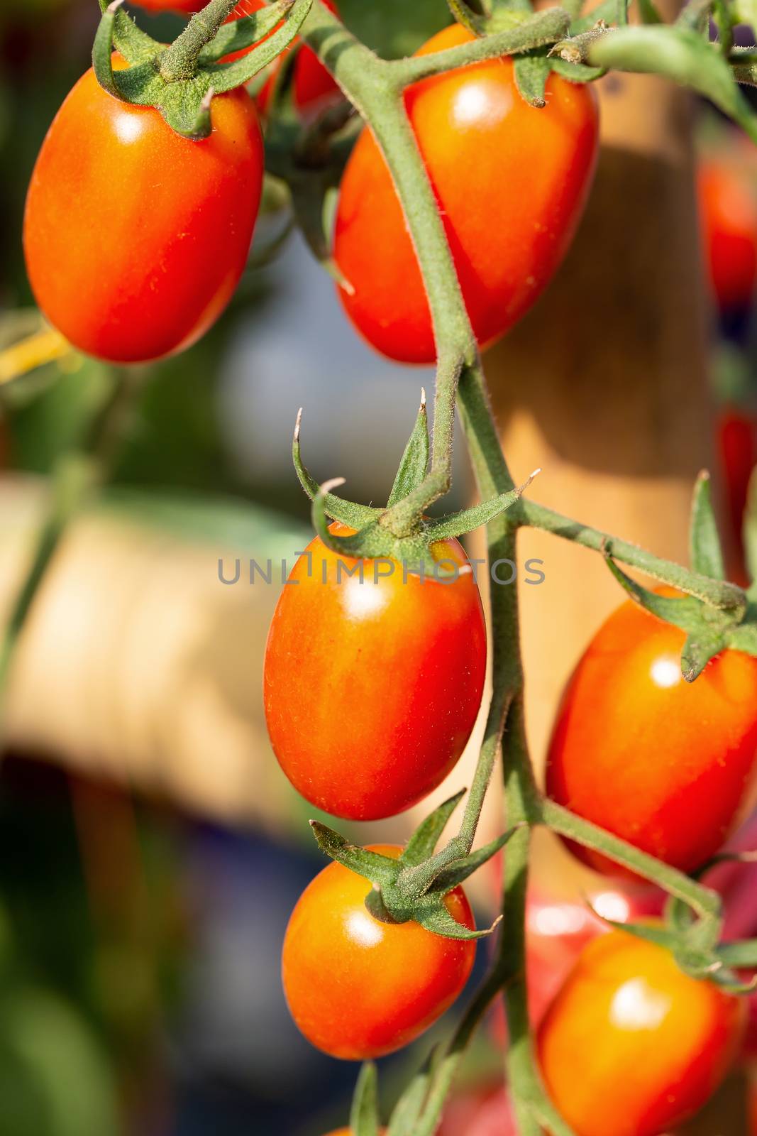 Ripe red tomatoes are hanging on the tomato tree in the garden by kaiskynet