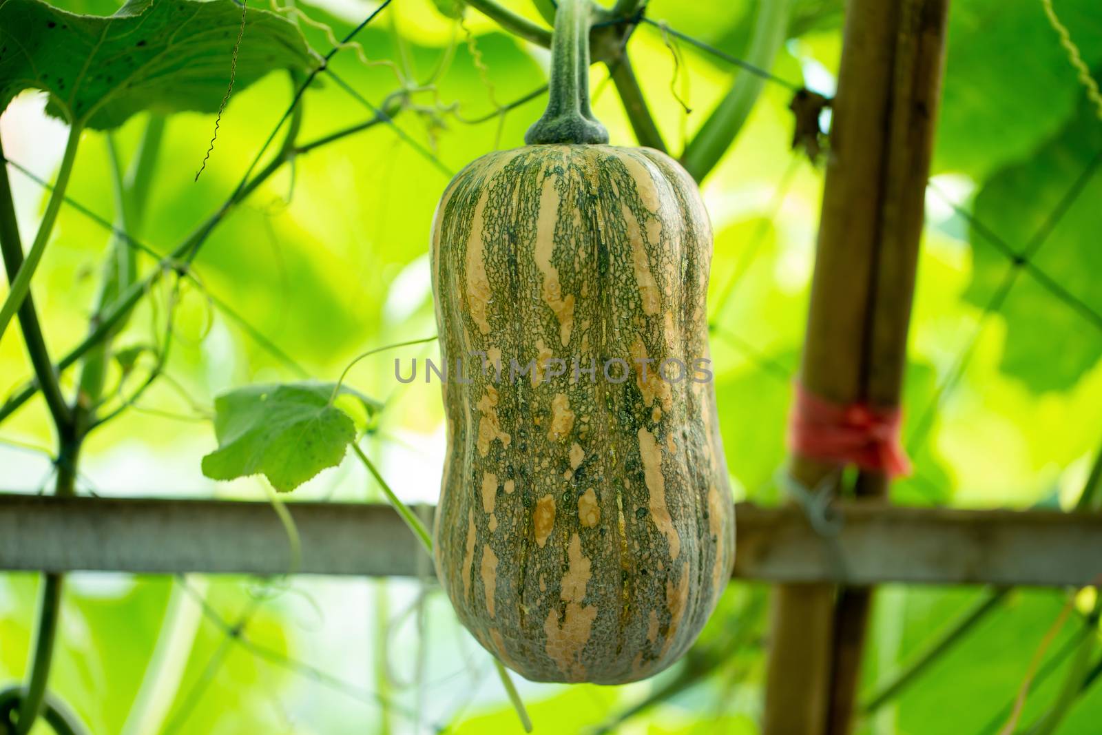 Butternut squash pumpkins hanging from the bamboo fence  in the garden.