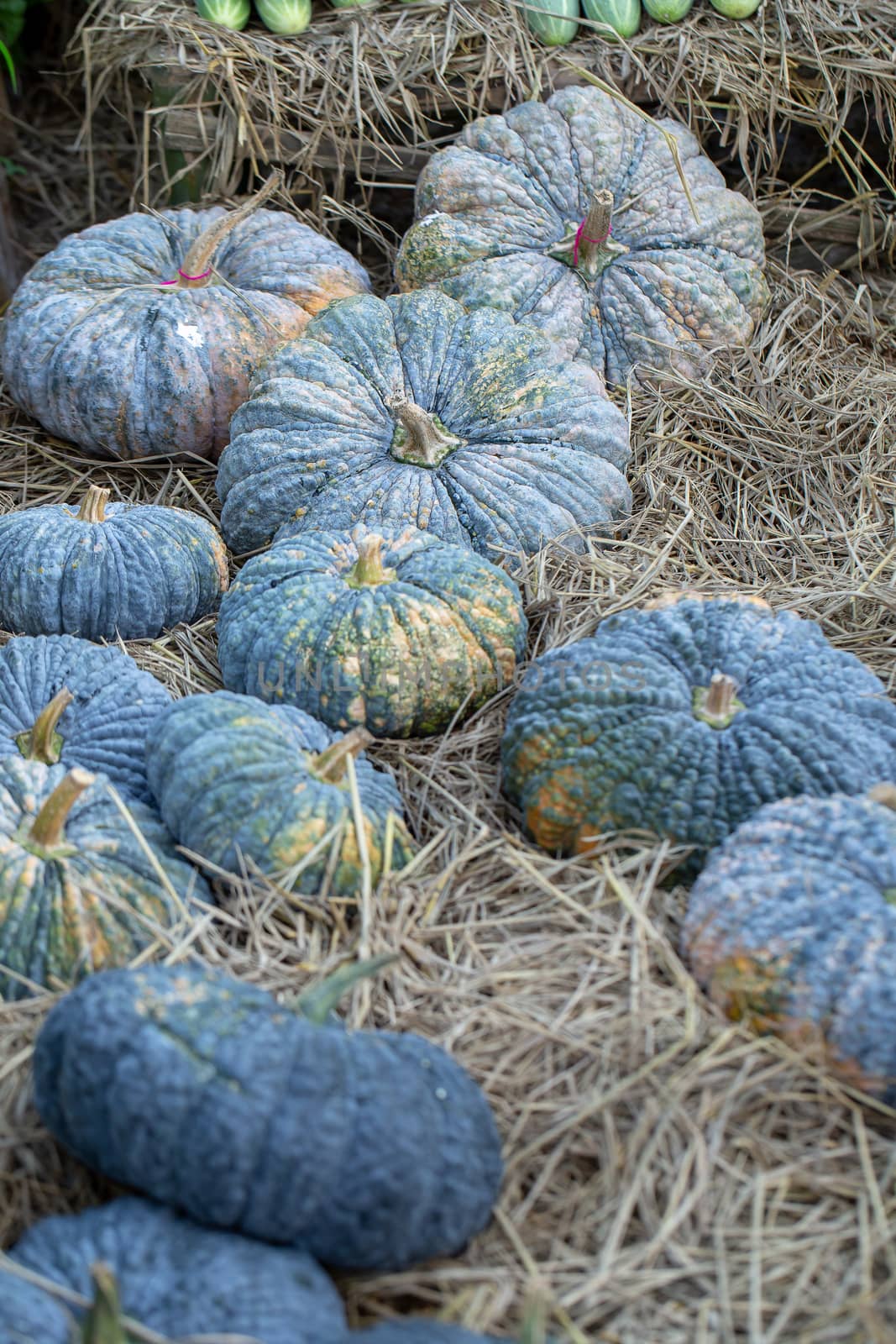 Pumpkin grows in the garden on the straw floor.